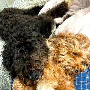 Meet your Posher, Mia mevorah